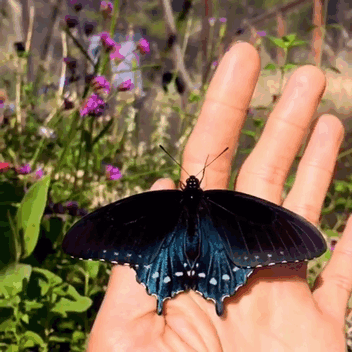 rare blue swallowtail pipevine butterfly repopulation tim wong 1