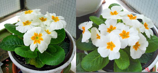 WHITE PRIMULA AFTER 10 DAYS.s