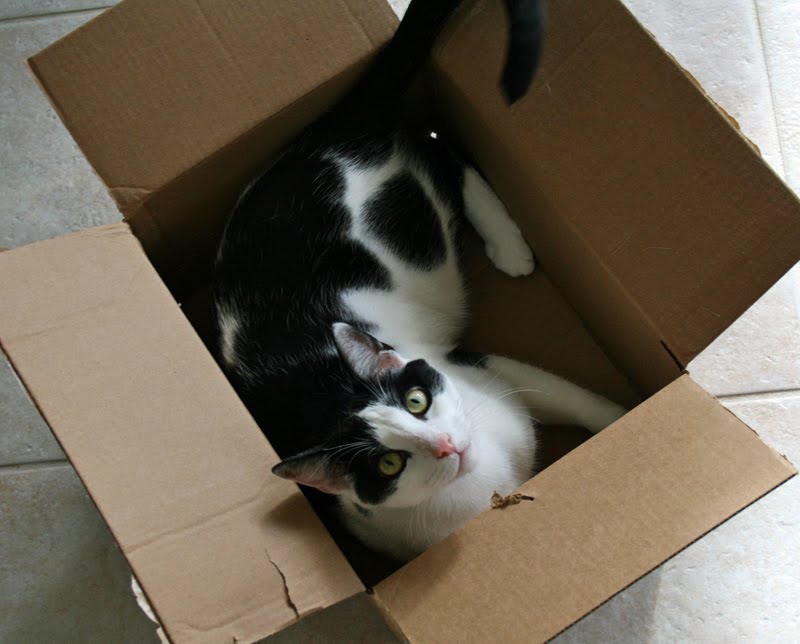 Most-cats-love-boxes-of-all-sizes