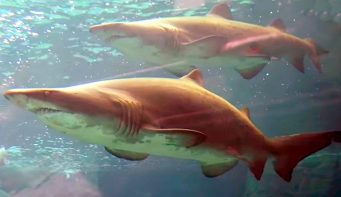 Σοκ και δέος - Τα σαγόνια του καρχαρία στον Θαλασσόκοσμο της Κρήτης