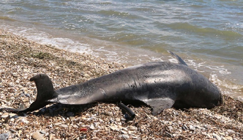 Νεκρά δελφίνια στο Αιγαίο μετά την τουρκική άσκηση «Γαλάζια Πατρίδα»