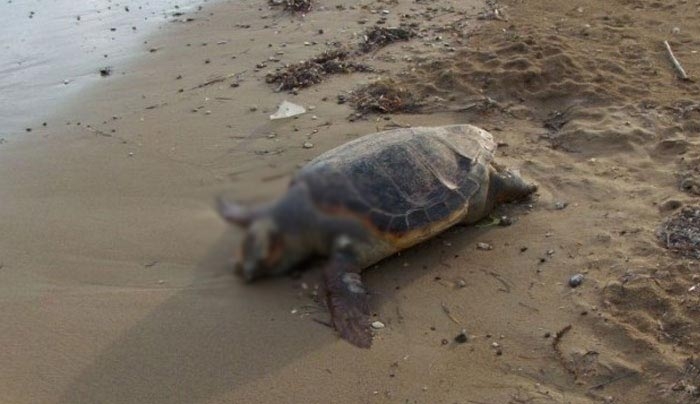 Εντοπισμός νεκρής θαλάσσιας χελώνας στην Κω