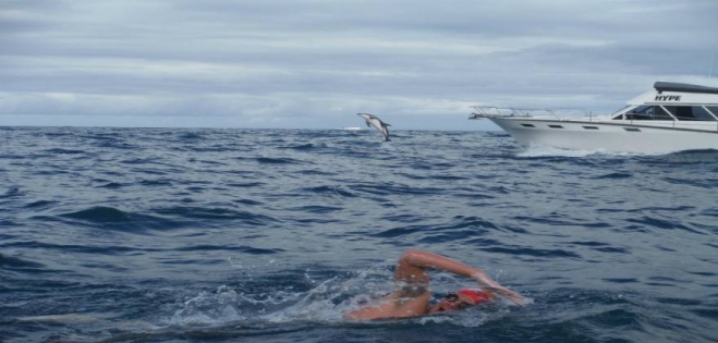 Δελφίνια κολυμπούν γύρω από αθλητή για να τον προστατέψουν από λευκό καρχαρία (Photo,Video)