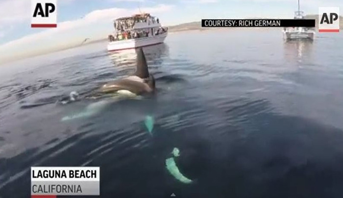 Φάλαινες - δολοφόνοι κολυμπούν σαν... δελφίνια γύρω από κανό!