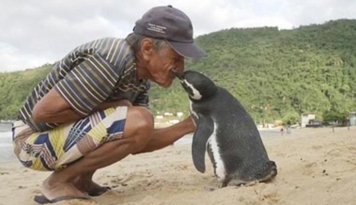 Αυτός ο πιγκουίνος κολυμπάει 8.000 χιλιόμετρα κάθε χρόνο για να δεί αυτόν που του έσωσε τη ζωή! (Βίντεο)