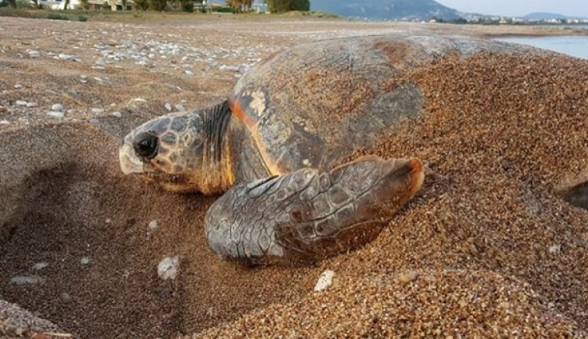 Θαλάσσια χελώνα γεννά τα αυγά της μπροστά σε έκπληκτους λουόμενους - ΒΙΝΤΕΟ