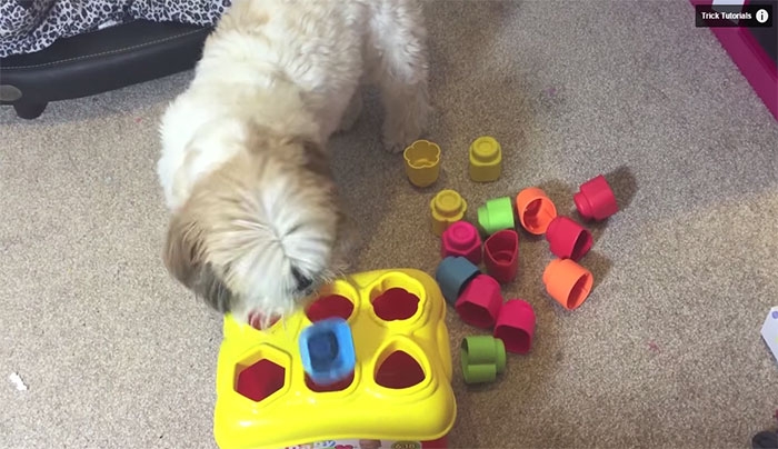 Το σκυλί θαύμα που αναγνωρίζει χρώματα και όχι μόνο...(Video)