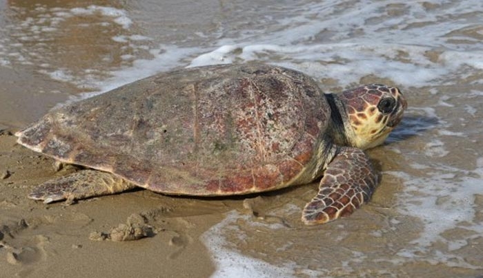 Ναύπλιο: “Άνθρωποι” τραυμάτισαν σοβαρά χελώνα καρέτα – καρέτα