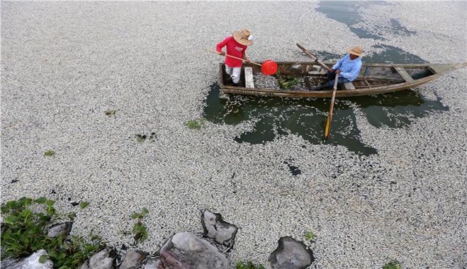 Οικολογικός τρόμος στο Μεξικό: Τουλάχιστον 48 τόνοι ψαριών βρέθηκαν νεκρά σε λίμνη