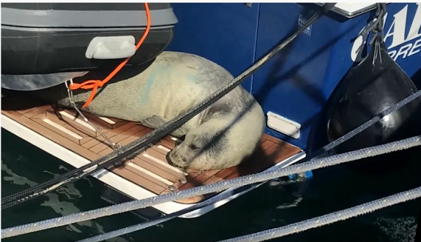 Εμφάνιση της απειλούμενης μεσογειακής φώκιας, στη Μαρίνα της Κω (βίντεο)