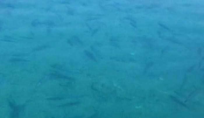 Κρήτη: Κοίταξαν το βυθό της θάλασσας και είδαν ένα κοπάδι λαγοκέφαλων - Δείτε το βίντεο!