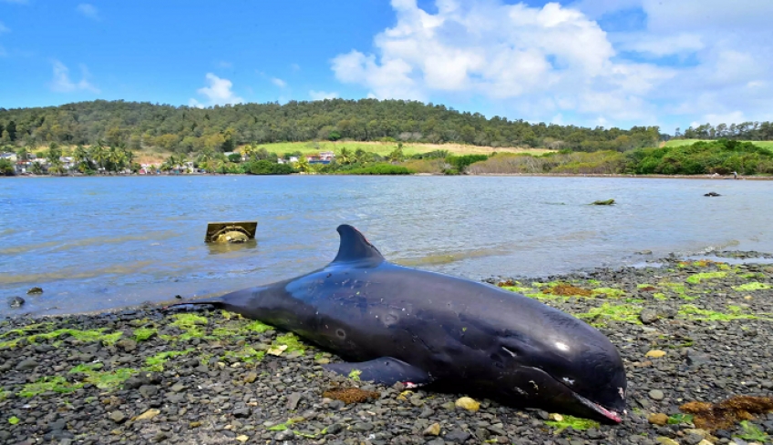 Μαυρίκιος: Θλιβερές εικόνες! 25 δελφίνια νεκρά στις ακτές του νησιού