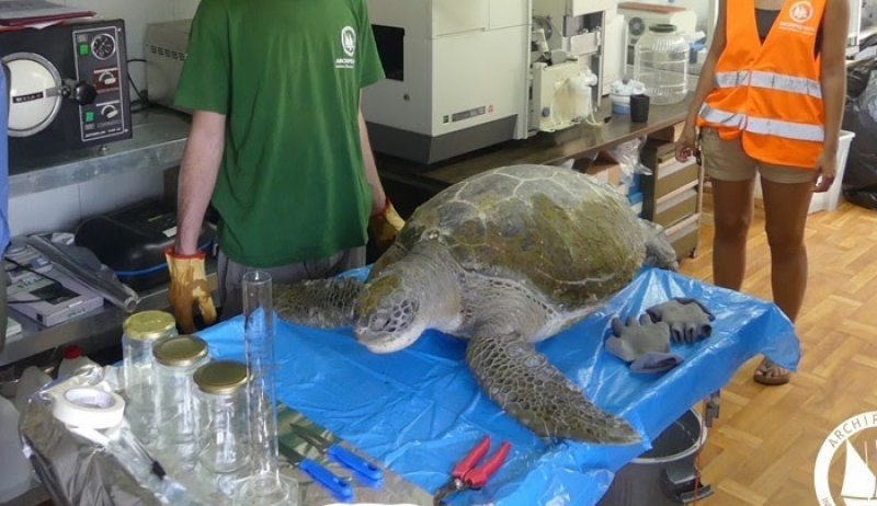 Ολο και περισσότερες χελώνες εντοπίζονται νεκρές στο Αιγαίο (φωτογραφίες – βίντεο)