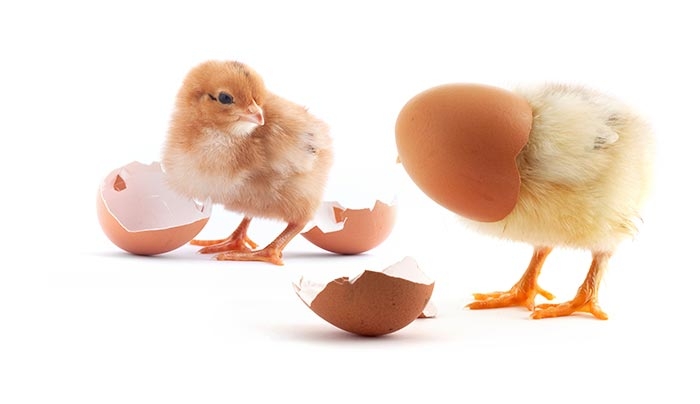 Ληγμένα Αυγά: Μην τα Πετάξετε! Δείτε Όλα Όσα Μπορείτε να Κάνετε με Αυτά