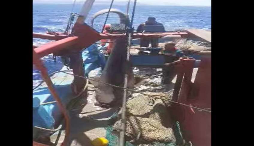 Καρχαριοειδές 350-400 κιλών στα δίχτυα της μηχανότρατας “Αντώνης Μ”. Άμεσα ο καπετάν Κυριάκος Μιχαήλου το επέστρεψε στο φυσικό του χώρο