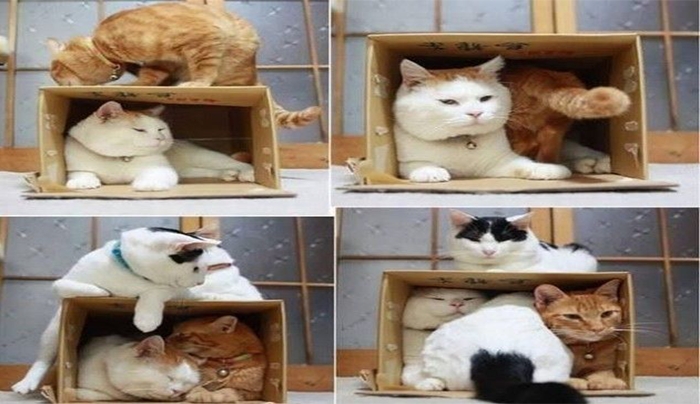 Γιατί οι γάτες αγαπούν τα κουτιά