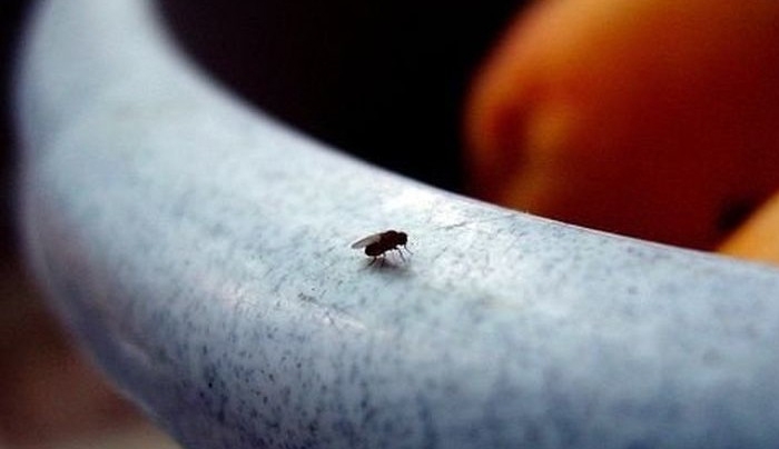Διώξτε τις μύγες με σπιτικά υλικά