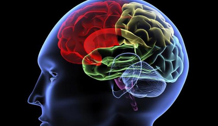 Επιστήμονες αποκατέστησαν εγκεφαλικές βλάβες σε πειραματόζωα