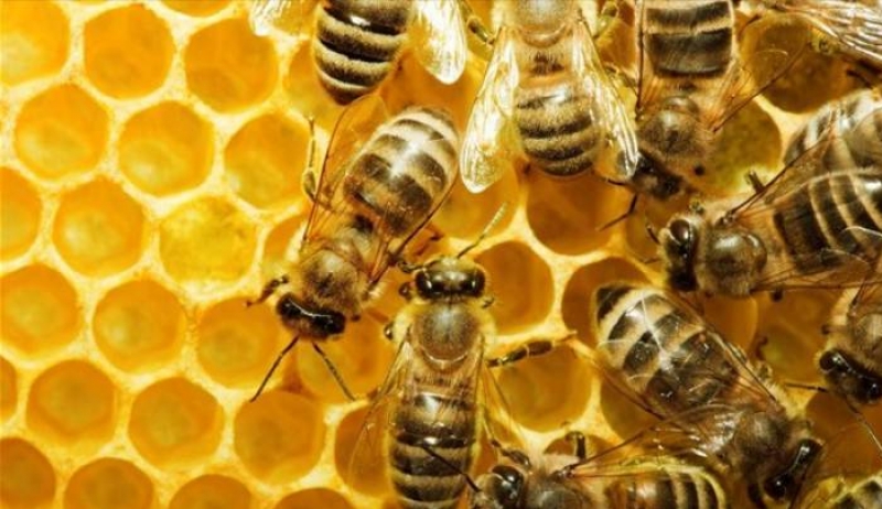 Περιφέρεια Ν. Αιγαίου: Πρέπει να υποβάλλουν δηλώσεις οι μελισσοκόμοι