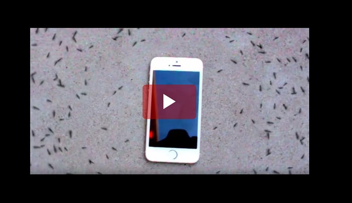 Τι κάνουν τα μυρμήγκια όταν χτυπάει το τηλέφωνο; Είναι απίστευτο! (Βίντεο)