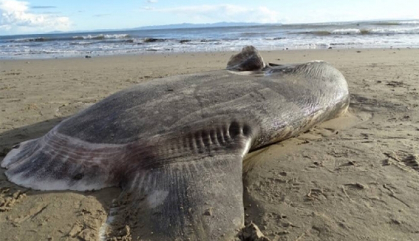 Τρομακτικές εικόνες στη Καλιφόρνια: Μυστηριώδες πλάσμα ξεβράστηκε σε παραλία