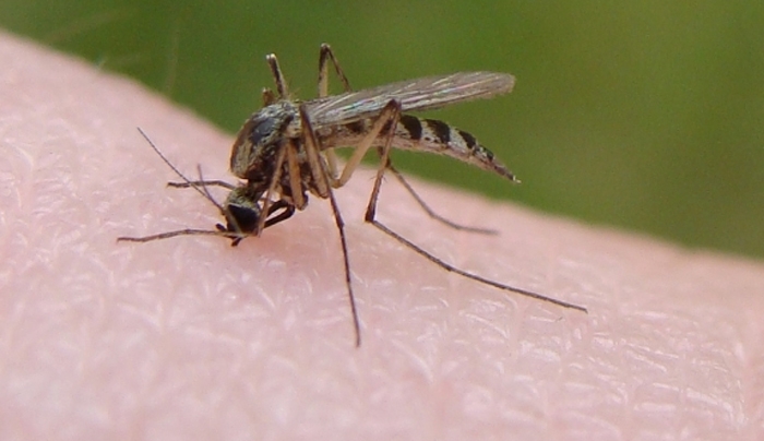 Δείτε για ποιους λόγους τα κουνούπια τσιμπάνε μονίμως τους ίδιους ανθρώπους!