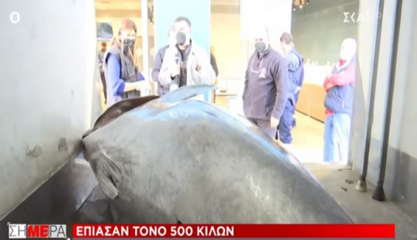 Απίστευτο: Το ψάρι της δεκαετίας στη χώρα μας – Έπιασαν τόνο 390 κιλών και μήκους 3 μέτρων στο Ιόνιο Πέλαγος [βίντεο]