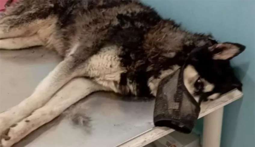 Αράχωβα: Αστυνομικές πηγές δεν αποκλείουν το χάσκι να έπεσε θύμα αγέλης σκύλων