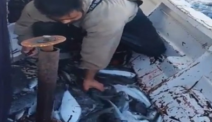 Ρόδος: Άκρως επικίνδυνα για κατανάλωση λαγόψαρα έπιασαν στα δίχτυα τους ψαράδες (βίντεο)
