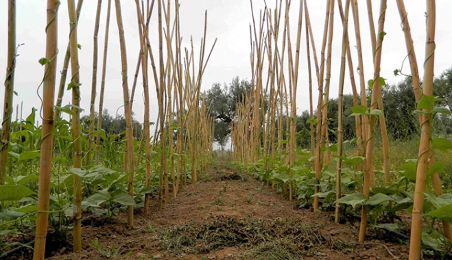 Χορήγηση στρεμματικής ενίσχυσης για τους καλλιεργητές φασολιών περιόδου 2015 – Αιτήσεις μέχρι  15 Ιουνίου 2015
