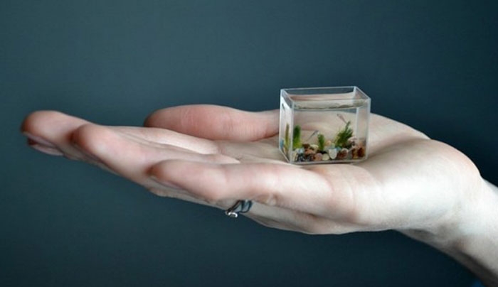 Αυτό είναι το μικρότερο ενυδρείο στον κόσμο