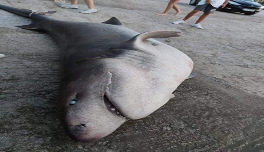 Πάτρα: Ψαράδες έπιασαν τεράστιο καρχαρία προσκυνητή [βίντεο]