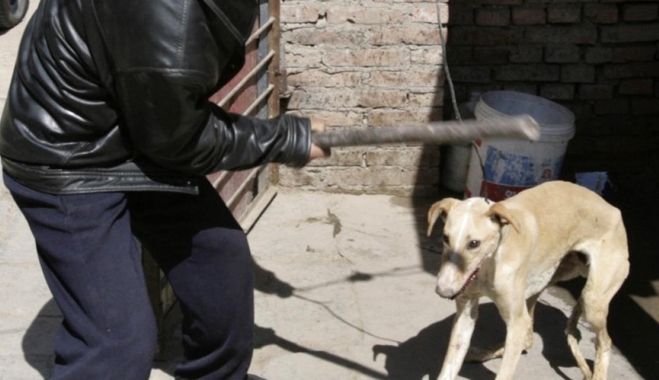 Συνελήφθη 74χρονος ημεδαπός για θανάσιμο τραυματισμό σκύλου στο Φαληράκι της Ρόδου