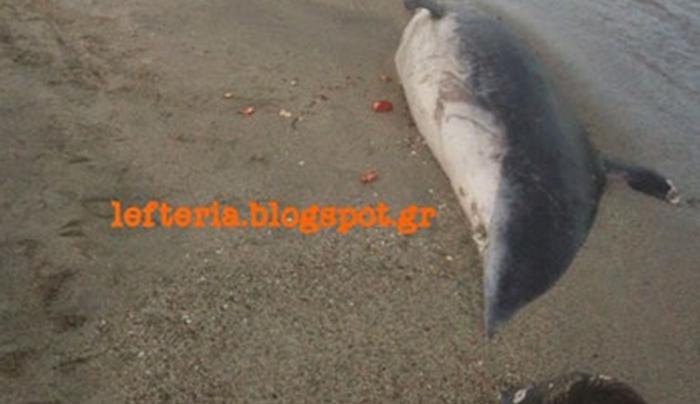 Νεκρό δελφίνι στην παραλία της Κατερίνης