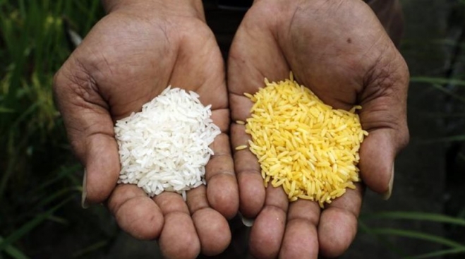 Tι είναι το «χρυσό ρύζι» που σώζει εκατομμύρια ζωές