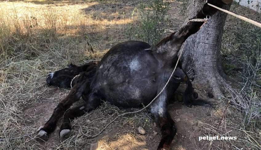 Κορωπί: Νεκρό γαϊδουράκι που πιάστηκε από το σχοινί που ήταν δεμένο -Πάλευε για μέρες να ξεφύγει [εικόνες]