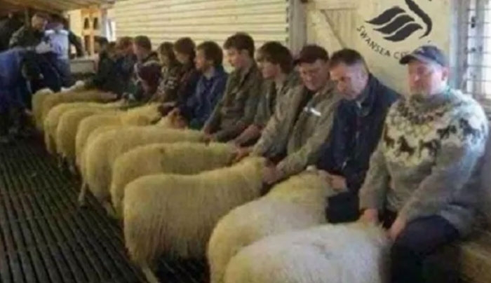 ΑΙΣΧΟΣ! Τρεις Ουαλοί συνελήφθησαν γιατί λειτουργούσαν οίκο ανοχής με... προβατίνες!