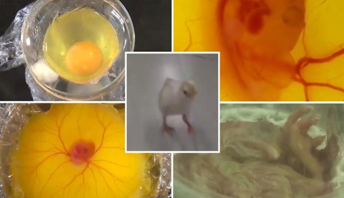 Βίντεο: Ιάπωνες μαθητές δημιούργησαν κοτοπουλάκι από αβγό... χωρίς τσόφλι;