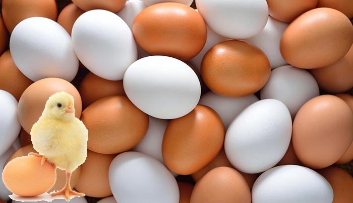 Τι συμβαίνει στο σώμα σου όταν τρως αυγά