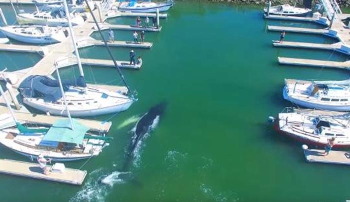 Φάλαινα εγκλωβίζεται σε μαρίνα γεμάτη σκάφη -Χαμός στις προβλήτες [βίντεο]
