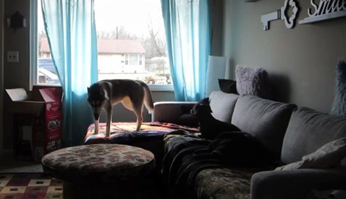 Ένας σκύλος μόνος στο σπίτι (Video)
