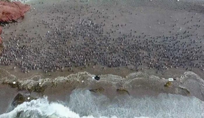 Βρέχει πιγκουίνους στην Αργεντινή! (βίντεο)