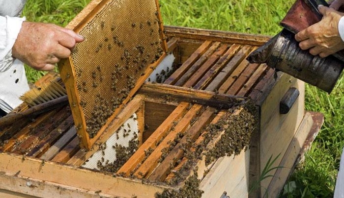 Προγράμματα Μελισσοκομίας 2017 -Αιτήσεις συμμετοχής έως 14 Ιουνίου
