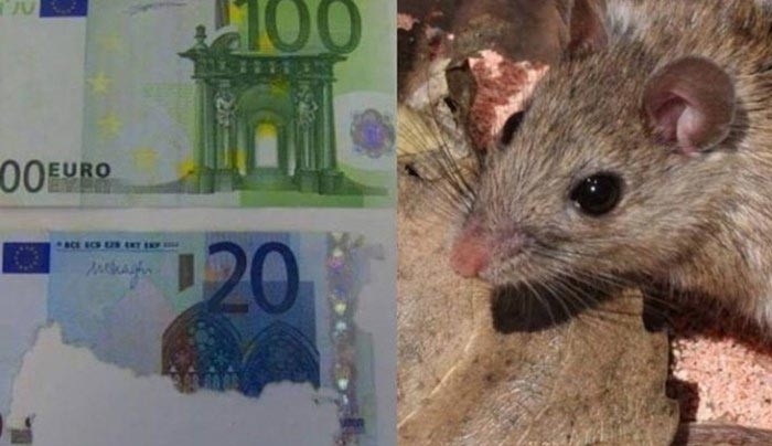 Κρήτη: Ποντίκια έφαγαν... 30.000 ευρώ