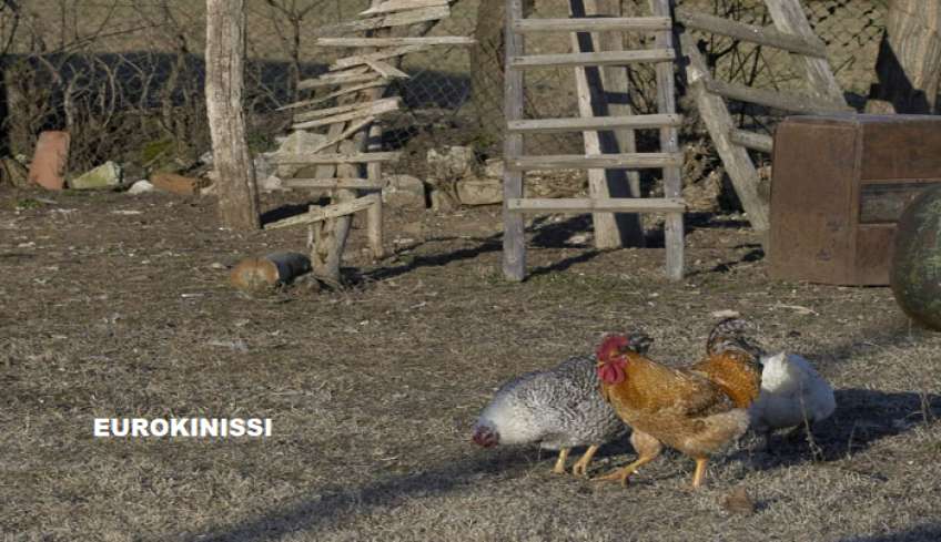 Γεγονός το πρώτο πλαφόν σε κότες και πρόβατα στα χωριά, μπαίνουν κανόνες
