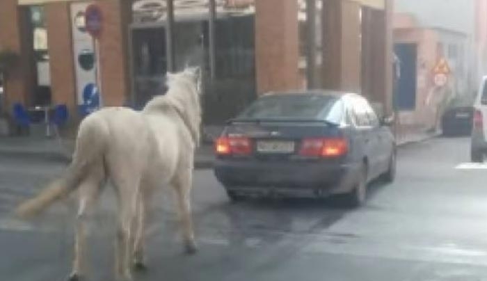 Θεσσαλονίκη: Έβγαλε βόλτα το άλογο... με το αυτοκίνητο - ΒΙΝΤΕΟ