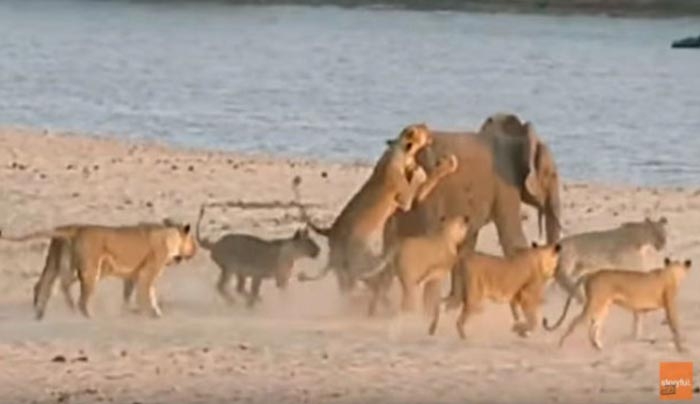 14 λιοντάρια επιτέθηκαν σε ένα ελέφαντα - Δείτε τι συνέβη στο 2:30! (Βίντεο)