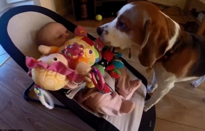 Σκύλος φέρνει σε μωρό παιχνίδια γιατί το... στενοχώρησε! (βίντεο)