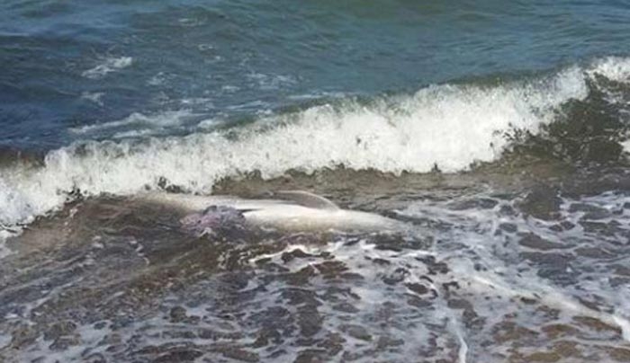 Θεσσαλονίκη: Νεκρό δελφίνι στην παραλία της Αγίας Τριάδας (φωτό)