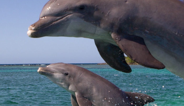 Υπέροχο θέαμα στην παραλία της Ακράτας: Εμφανίστηκαν δελφίνια και έπαιξαν στην ακτή! [βίντεο]